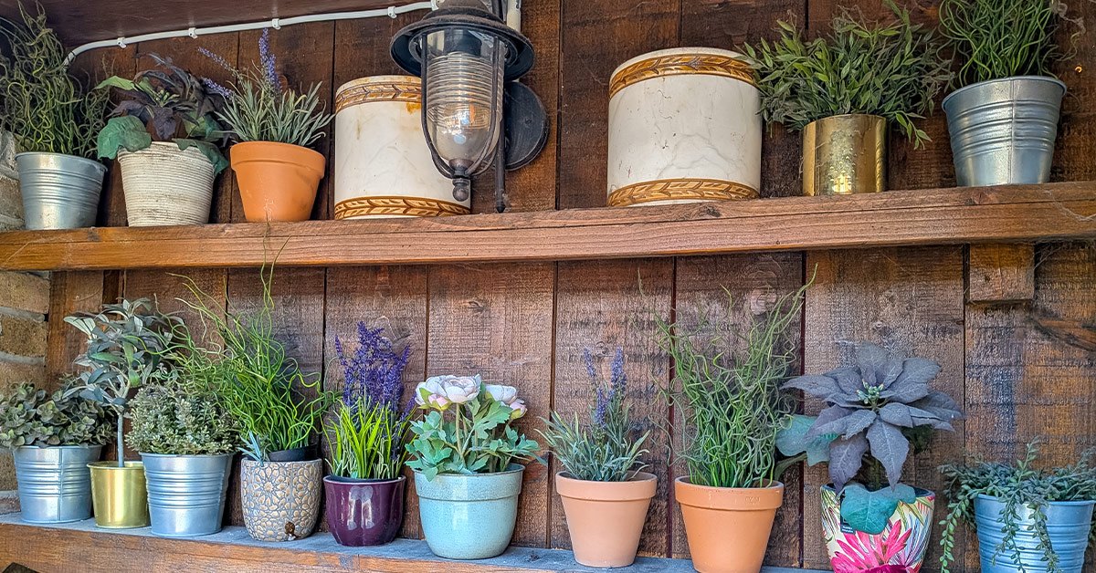 Potted plants and vintage containers displayed on wooden shelves in the beer garden